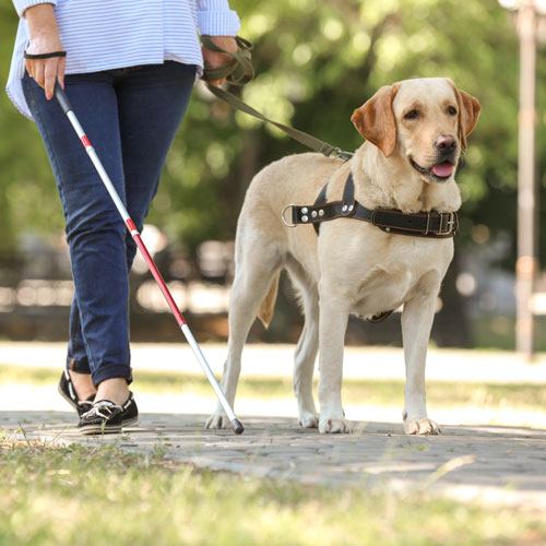 Woman with seeing eye dog