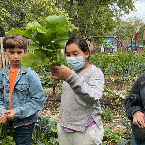 kids plants 500