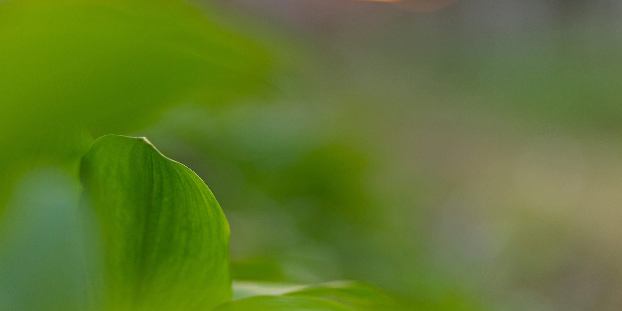 green texture